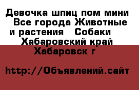 Девочка шпиц пом мини - Все города Животные и растения » Собаки   . Хабаровский край,Хабаровск г.